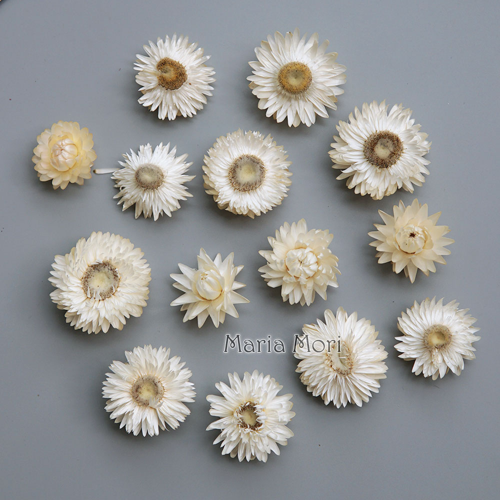Natural Dried Colorful Chrysan - Candle Making Uk ulasan dan harga
