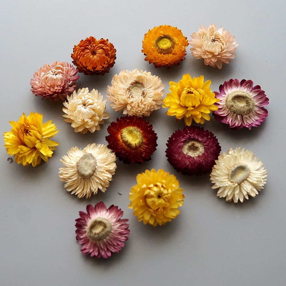 Natural Dried Colorful Chrysan - Candle Making Uk ulasan dan harga