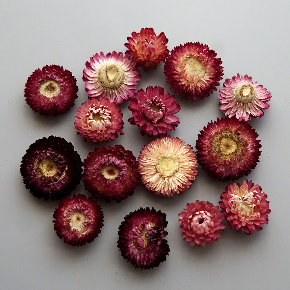 Natural Dried Colorful Chrysan - Candle Making Uk ulasan dan harga