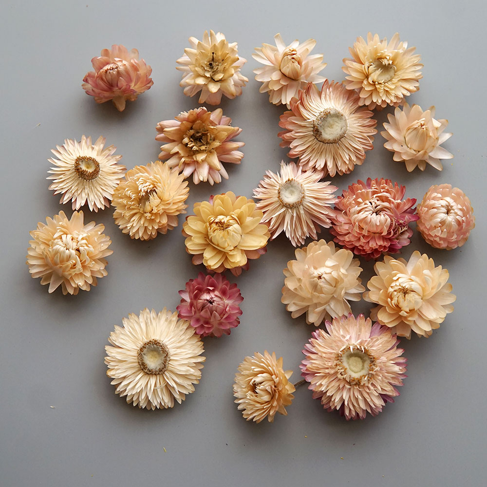 Natural Dried Colorful Chrysan - Candle Making Uk ulasan dan harga